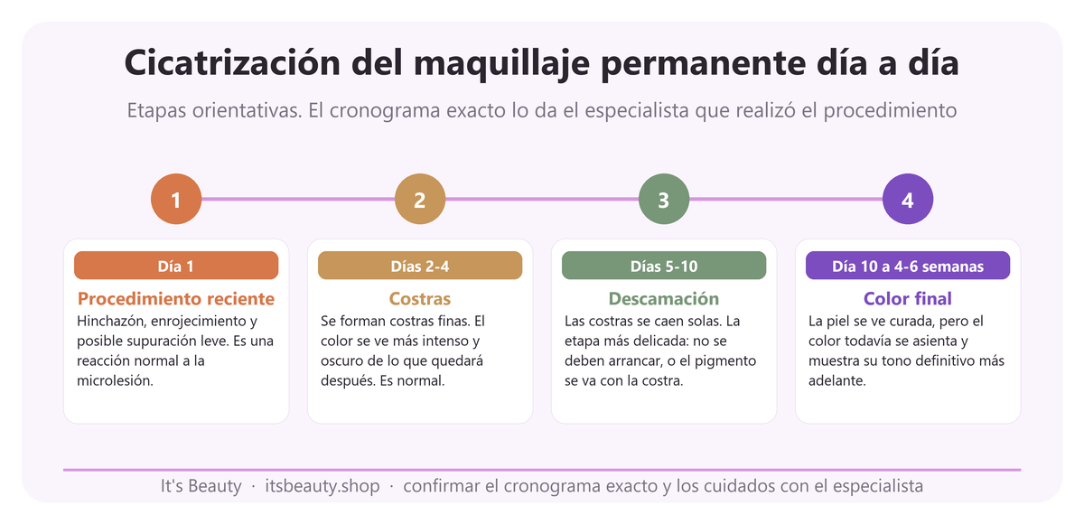 Cicatrización del maquillaje permanente día a día. Etapas orientativas. El cronograma exacto lo da el especialista que realizó el procedimiento. 1 (Día 1): Procedimiento reciente: Hinchazón, enrojecimiento y posible supuración leve. Es una reacción normal a la microlesión. 2 (Días 2-4): Costras: Se forman costras finas. El color se ve más intenso y oscuro de lo que quedará después. Es normal. 3 (Días 5-10): Descamación: Las costras se caen solas. La etapa más delicada: no se deben arrancar, o el pigmento se va con la costra. 4 (Día 10 a 4-6 semanas): Color final: La piel se ve curada, pero el color todavía se asienta y muestra su tono definitivo más adelante.